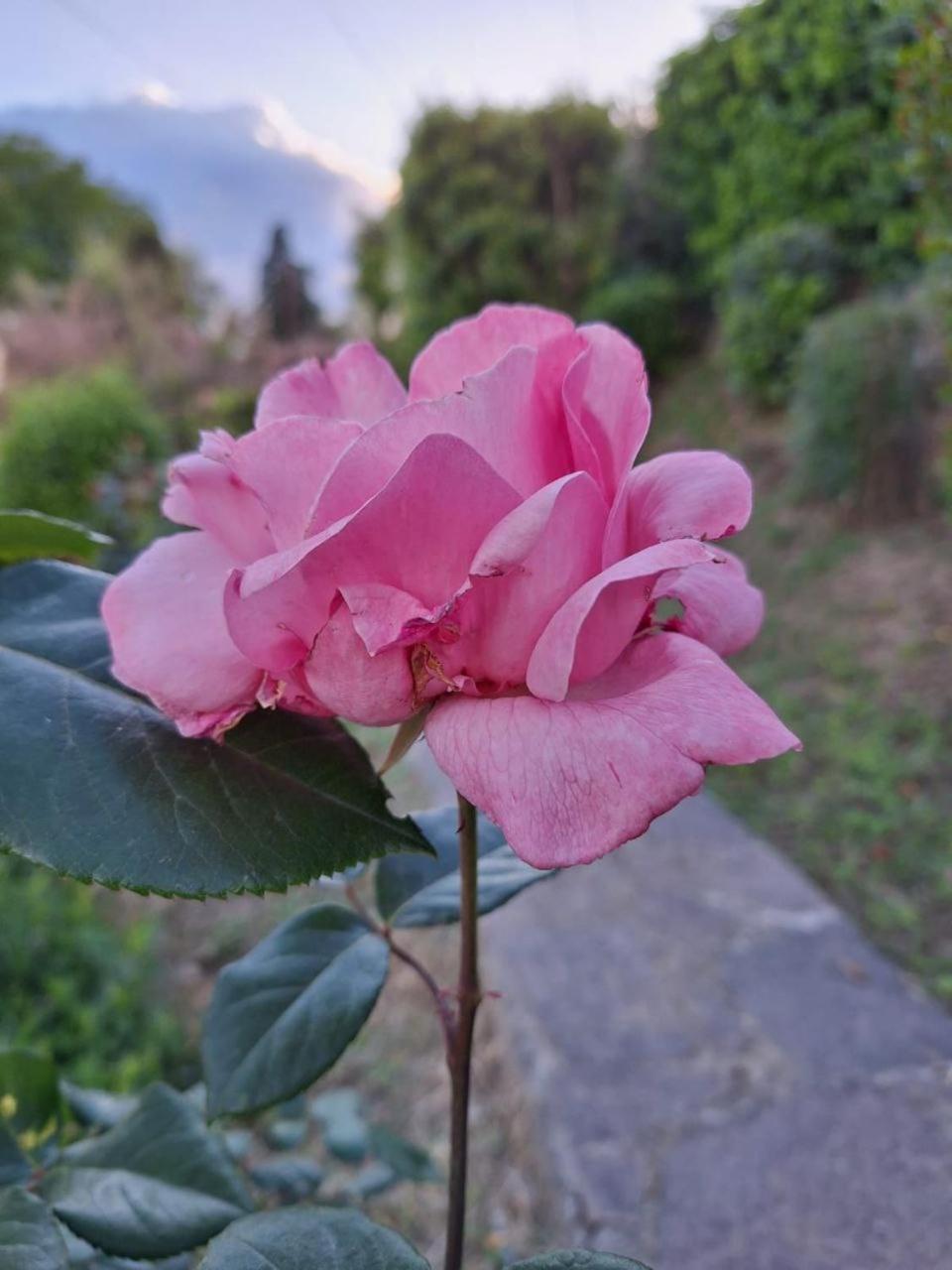B&B Le Rose Di Paola Santa Maria a Monte Екстер'єр фото