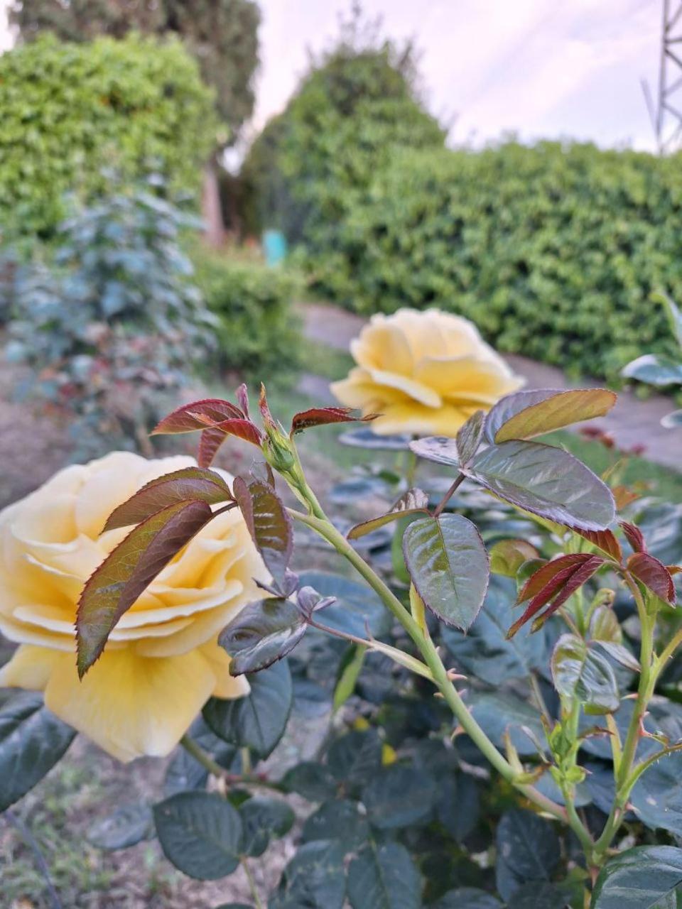 B&B Le Rose Di Paola Santa Maria a Monte Екстер'єр фото